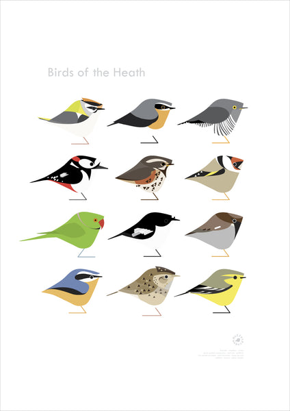 North London | Birds of the Heath